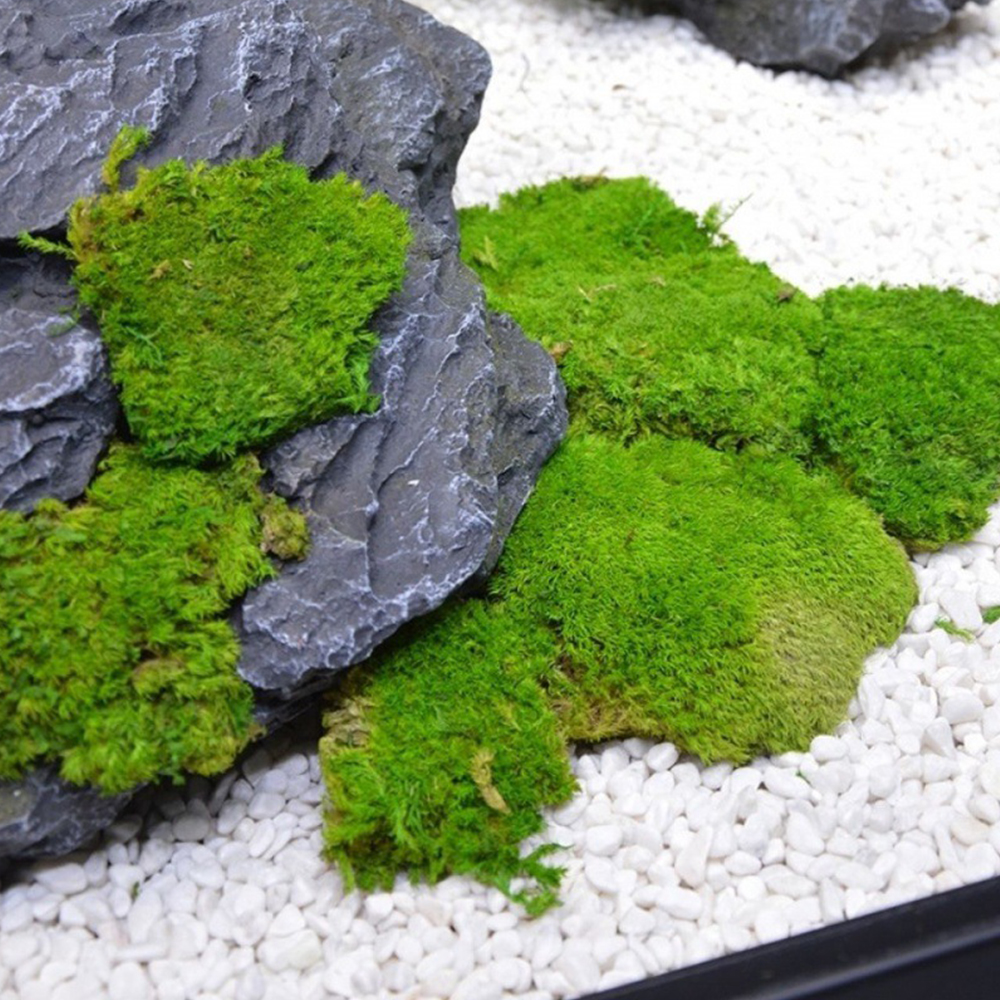 Sphagnum Moss Dry - 20/80g Eternal Life Moss Grass Mini
