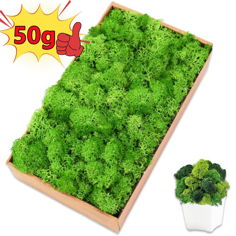 Sphagnum Moss Dry - New 50/30/10g Artificial Green Plants Eternal