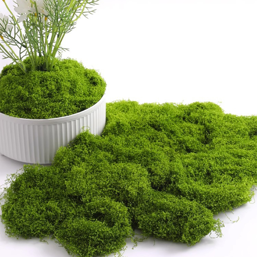 Eternal Life Moss DIY Crafts G - Sphagnum Moss Dry 리뷰 및 가격