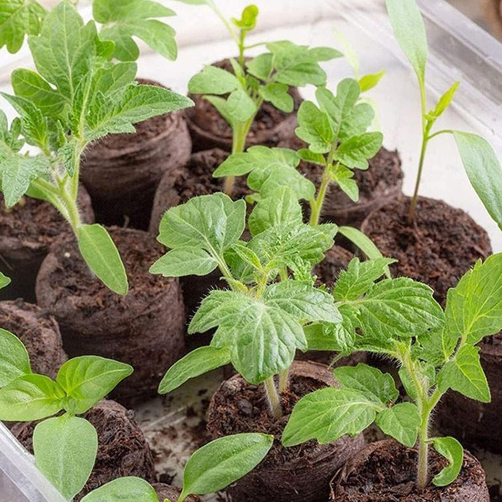 Peat Pellets 100 Piece Potting - Peat Pellet Tray 리뷰 및 가격