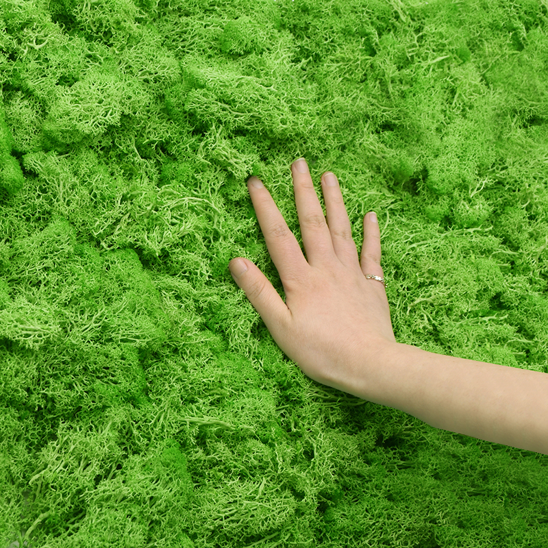 20/40g Artificial Green Plants - Sphagnum Moss Dry 리뷰 및 가격