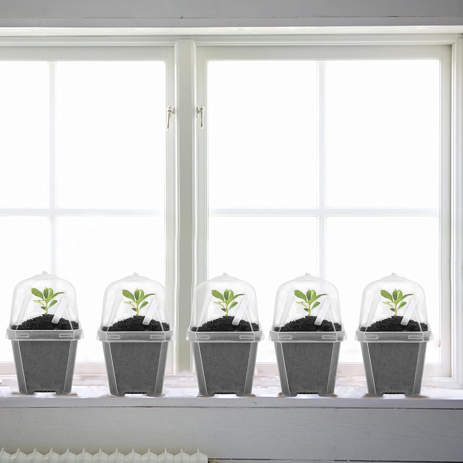 10 PCS Clear Plant Nursery Pot - Plastic Dome Clear 리뷰 및 가격
