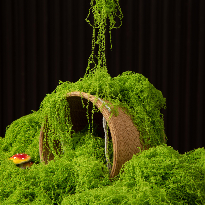 200g Eternal Life Moss DIY Cra - Sphagnum Moss Dry 리뷰 및 가격