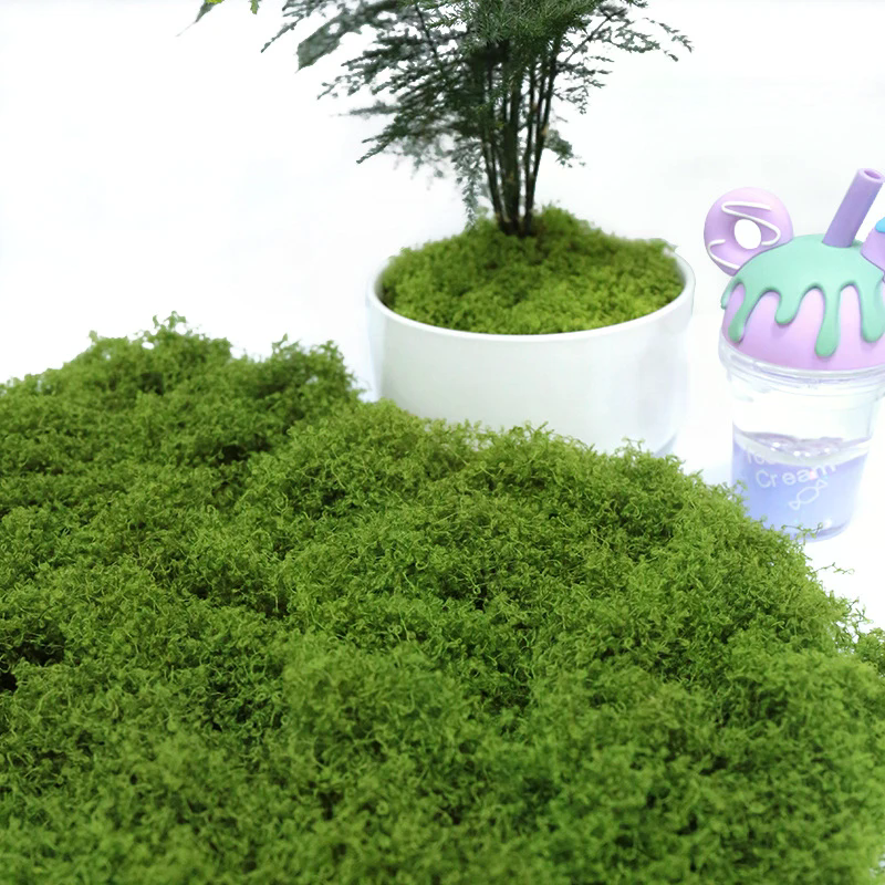 50g Fake Moss DIY Crafts Grass - Sphagnum Moss Dry 리뷰 및 가격