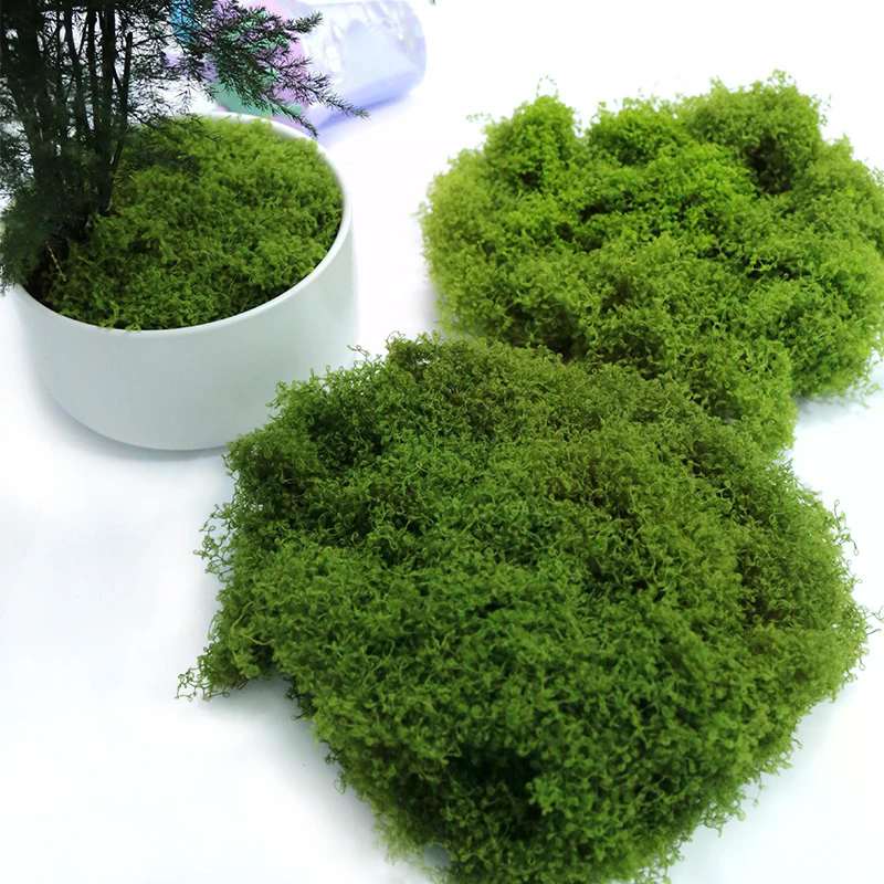 50g Fake Moss DIY Crafts Grass - Sphagnum Moss Dry 리뷰 및 가격