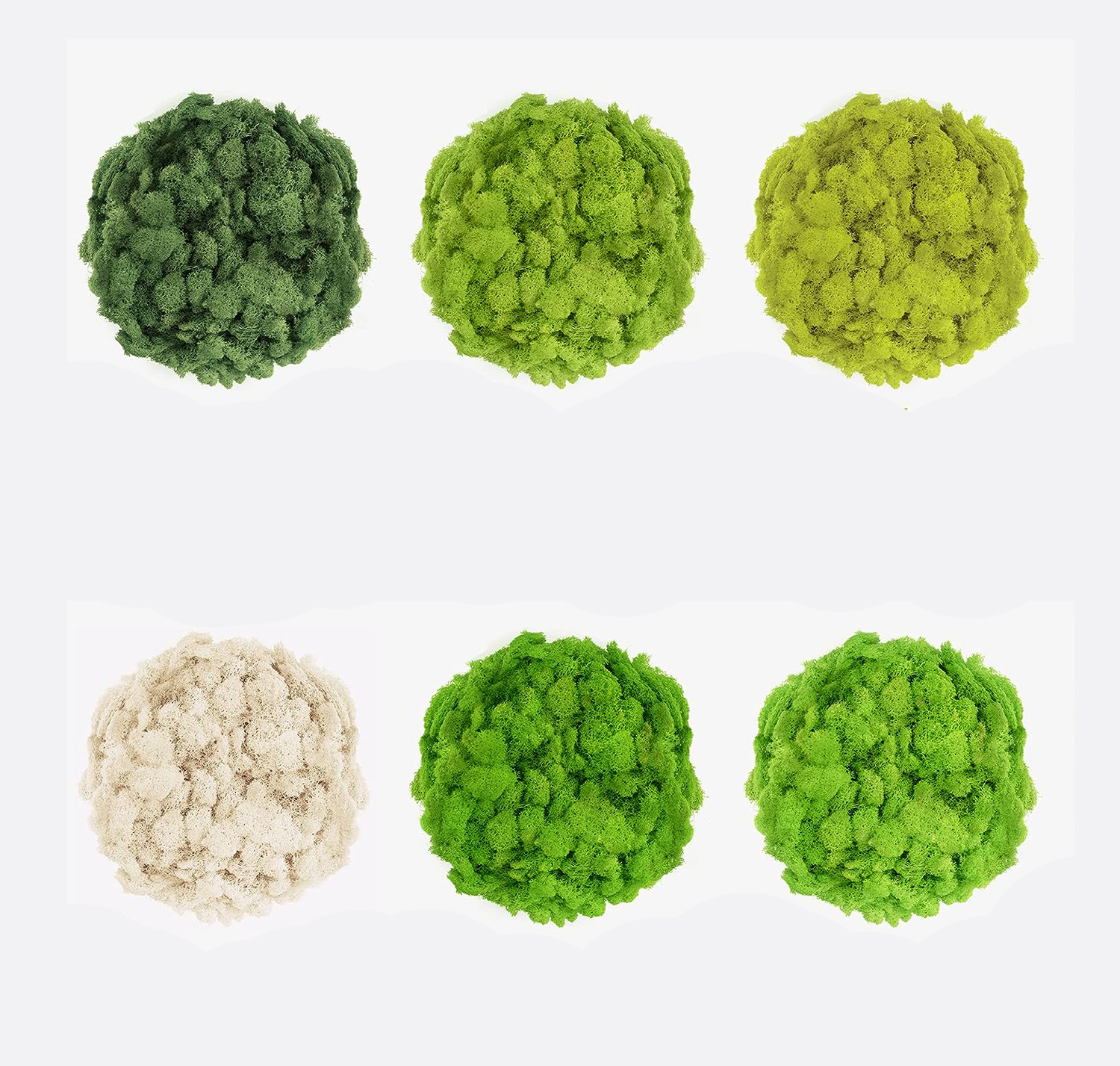 20/40/60g Eternal Life Moss Ar - Sphagnum Moss Dry 리뷰 및 가격