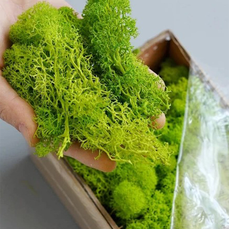 20/40/100g Eternal Life Moss D - Sphagnum Moss Dry 리뷰 및 가격