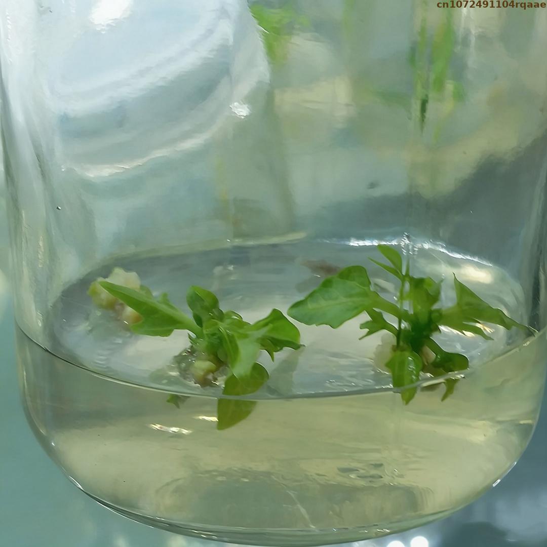 Premium Plant Tissue Culture A - Agar Tissue Culture 리뷰 및 가격