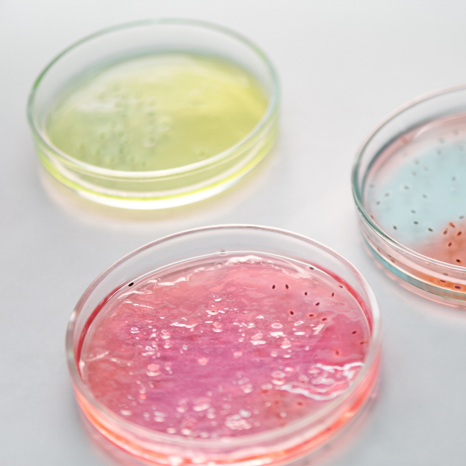 Glass Petri Dish Laboratory Us - Agar Tissue Culture 리뷰 및 가격