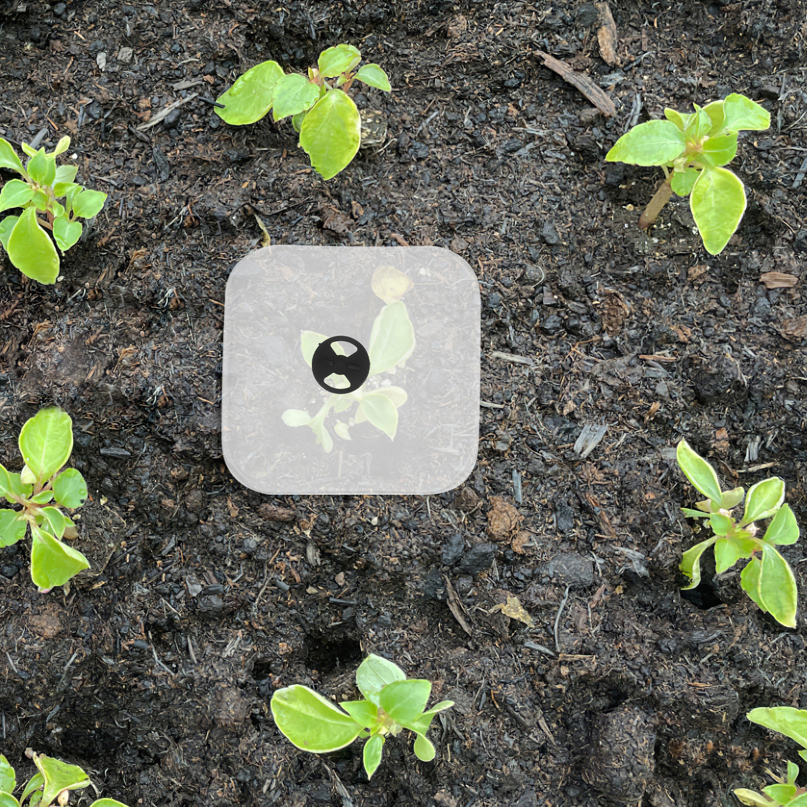 6Pcs Plant Cover Humidity Dome - Plastic Dome Clear 리뷰 및 가격