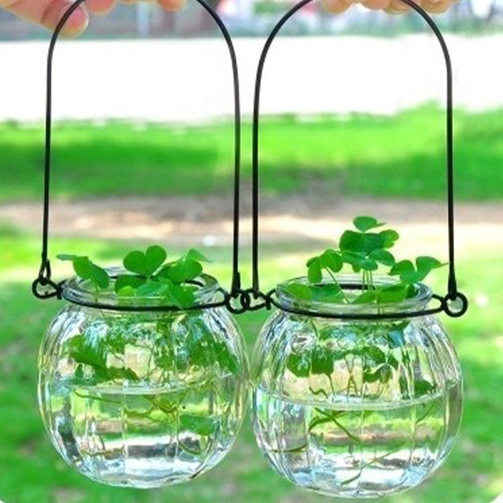 6Pcs Clear Glass Wall Planters - Propagation Station Vase 리뷰 및 가격