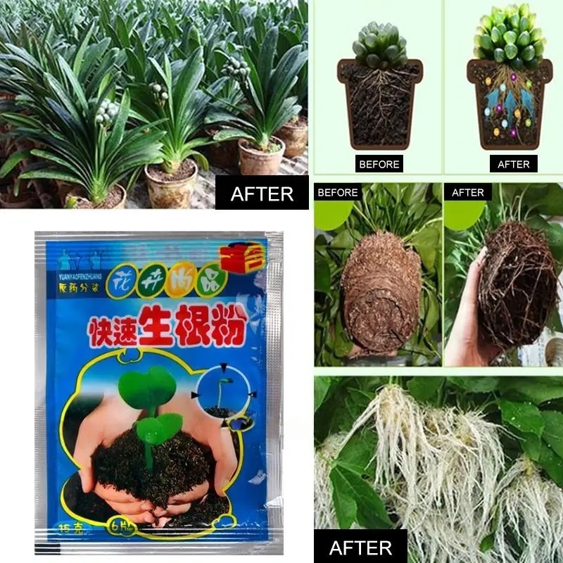 5pcs Fast Rooting Powder Plant - Rooting Hormone Powder 리뷰 및 가격